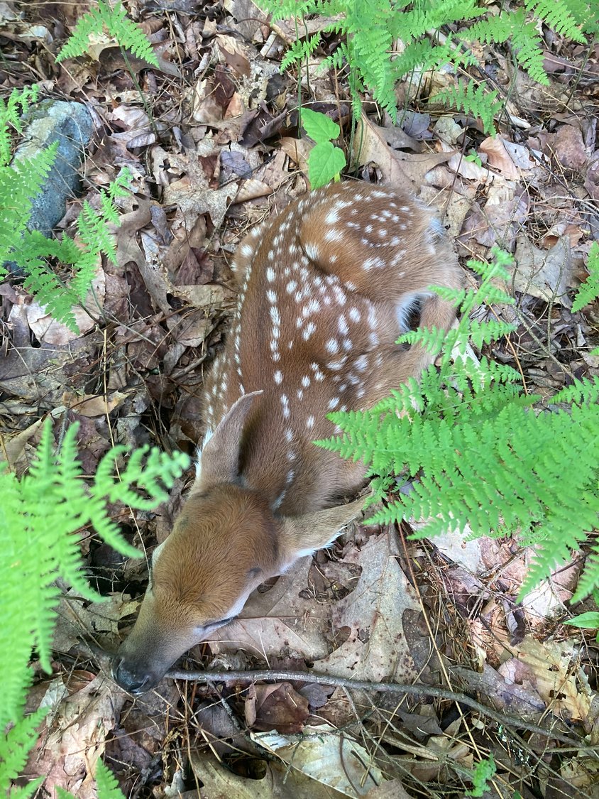White-tailed deer fawns can be encountered in the forests and fields of the Upper Delaware River region now, though their natural camouflage can make them hard to spot. ..